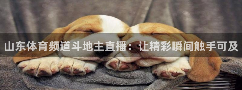 833直播足球比赛在线观看：山东体育频道斗地主直播：让精彩瞬间触手可及