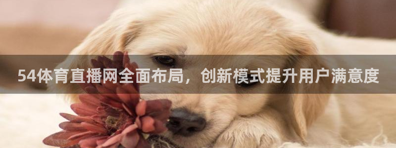 833足球直播比赛在线观看：54体育直播网全面布局，创新模式提升用户满意度