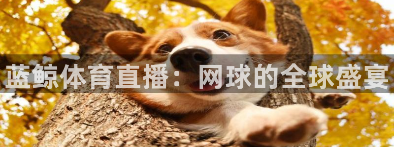 833体育免费直播入口：蓝鲸体育直播：网球的全球盛宴